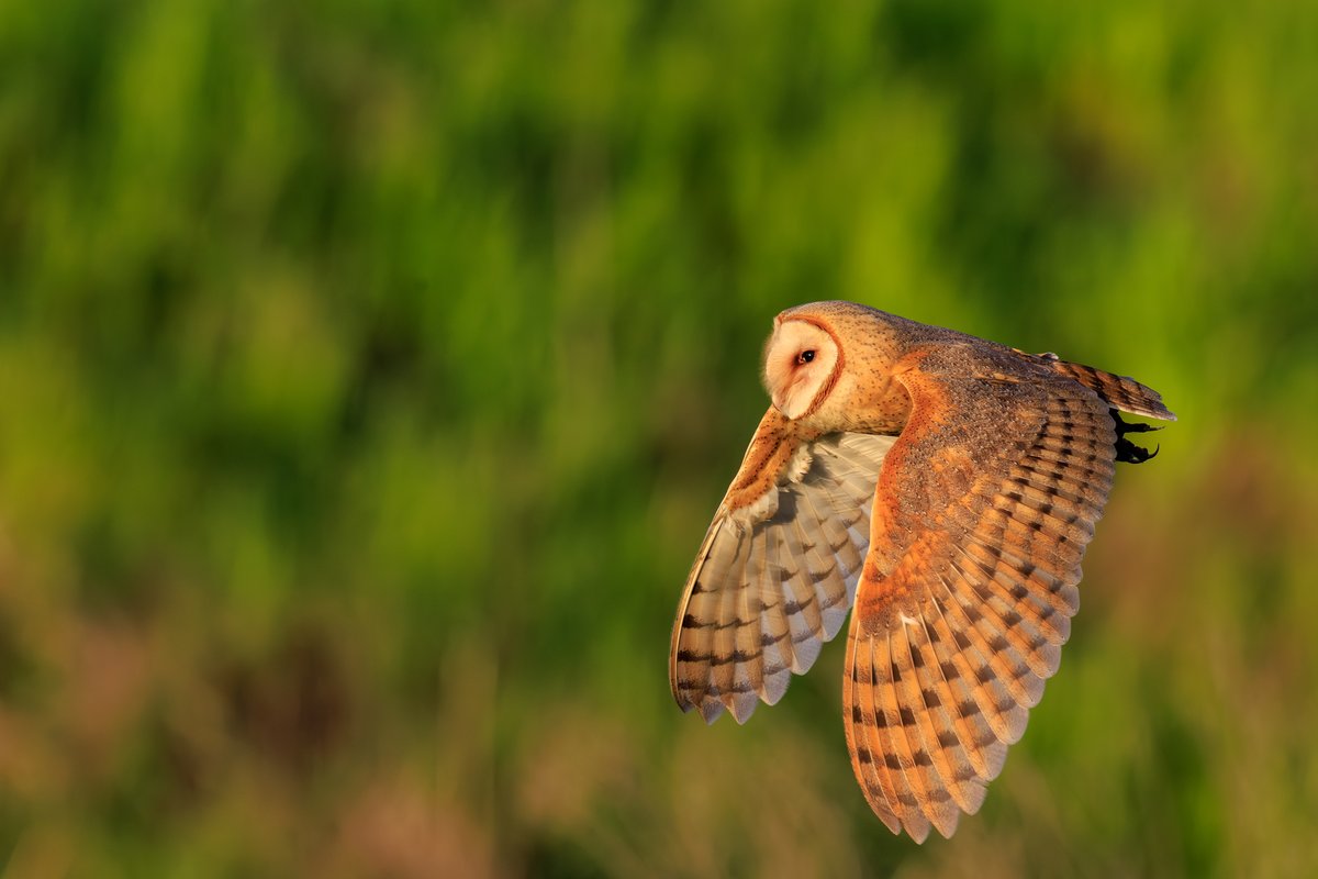 American Barn Owl