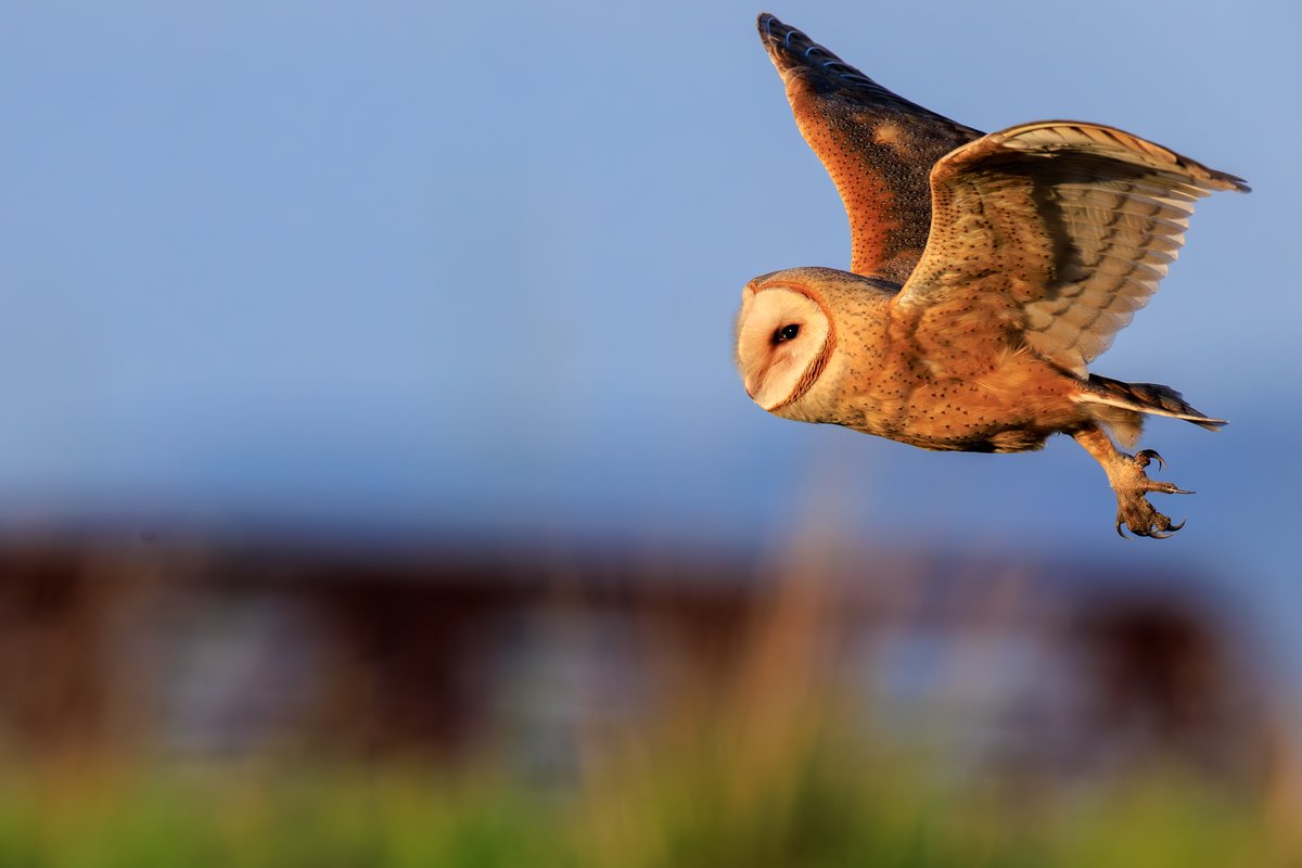 American Barn Owl