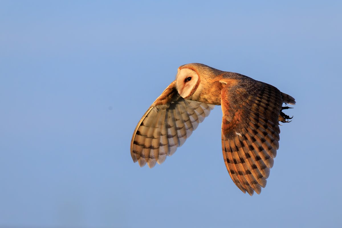 American Barn Owl
