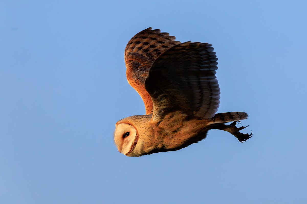 American Barn Owl