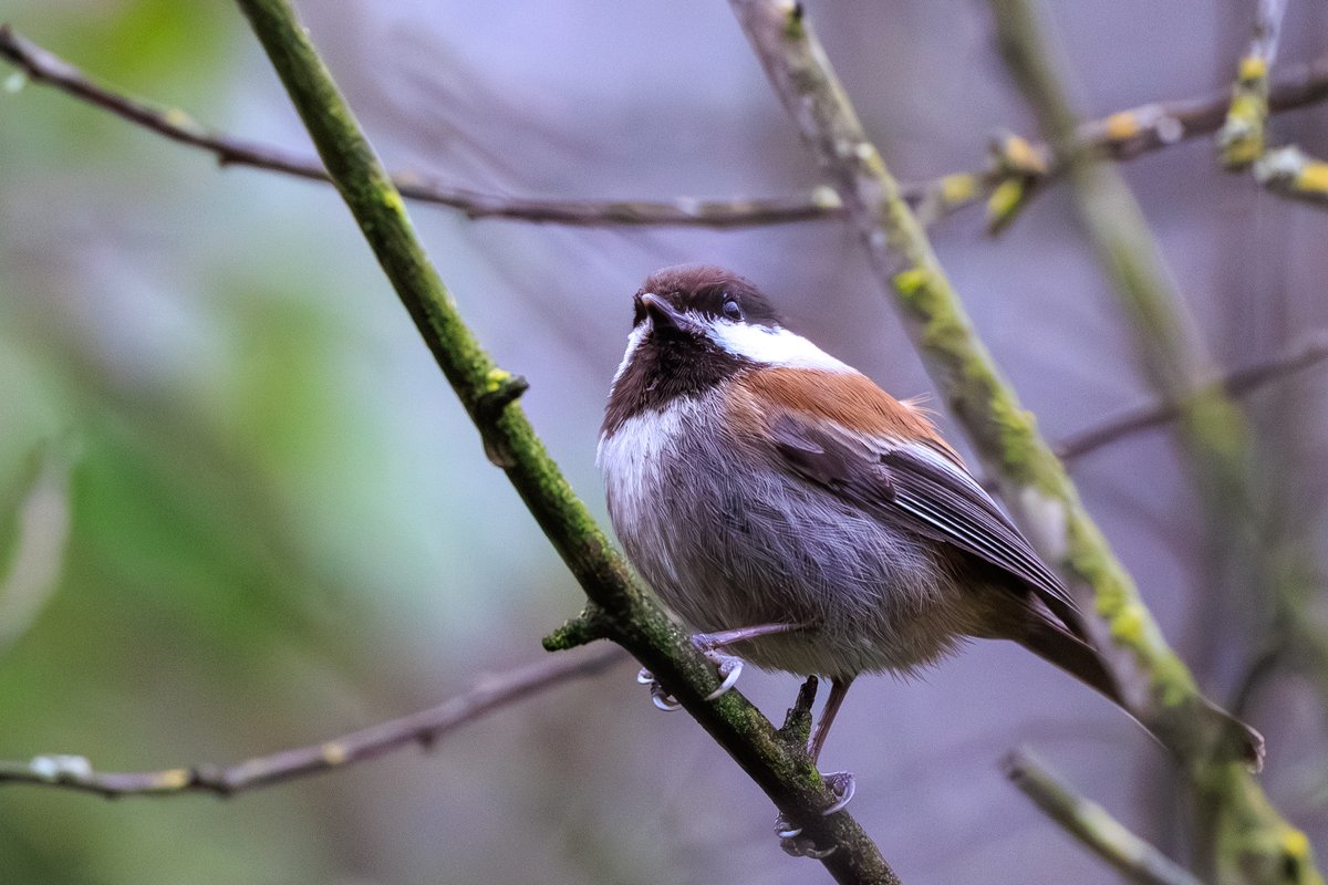Chestnut-backed Chickadee