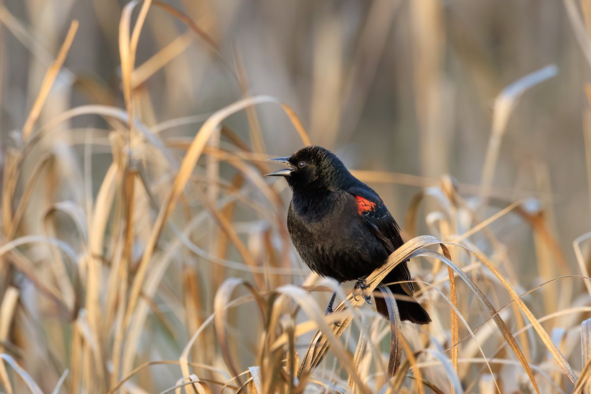 Red-winged Blackbird
