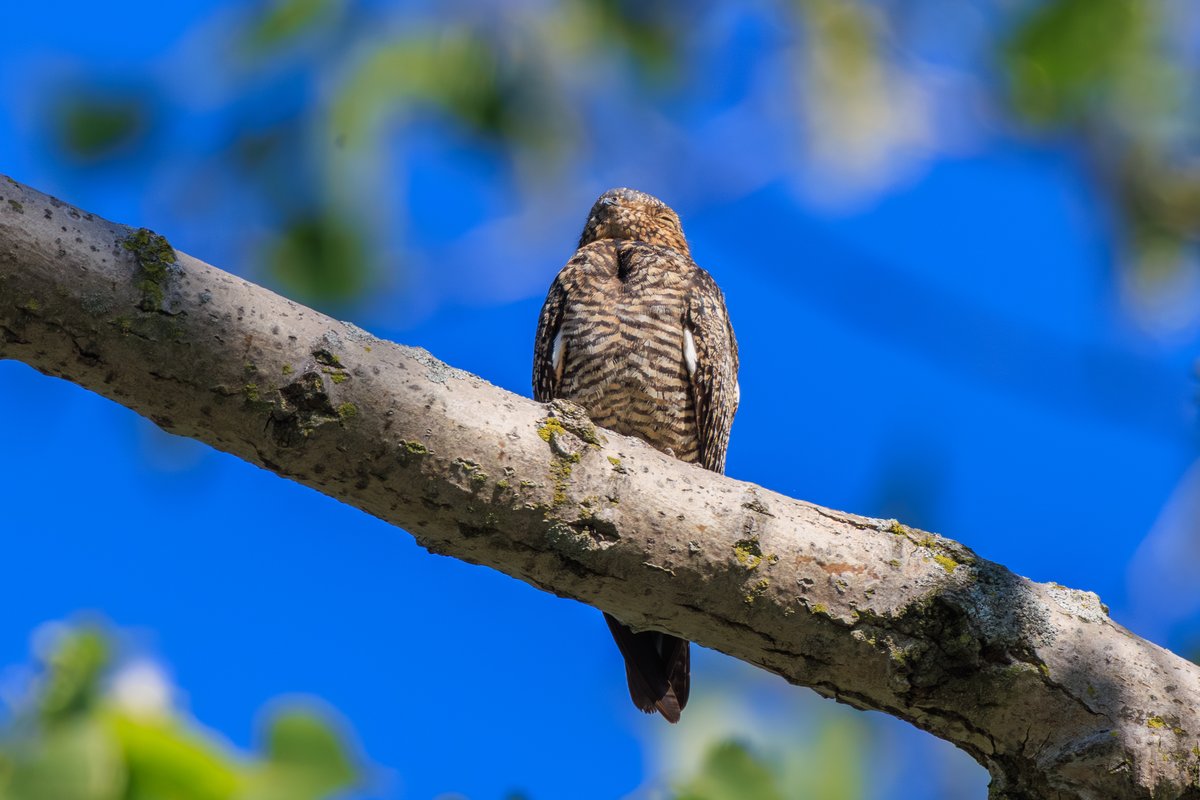 Common Nighthawk