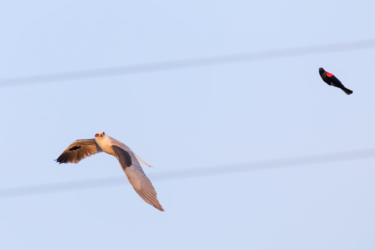 White-tailed Kite