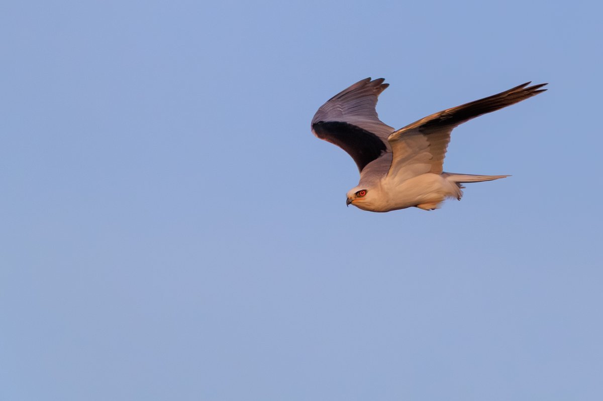 White-tailed Kite
