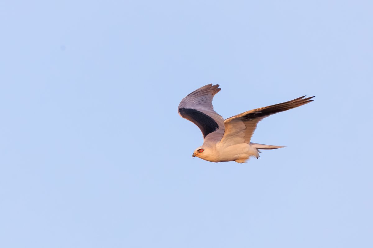 White-tailed Kite