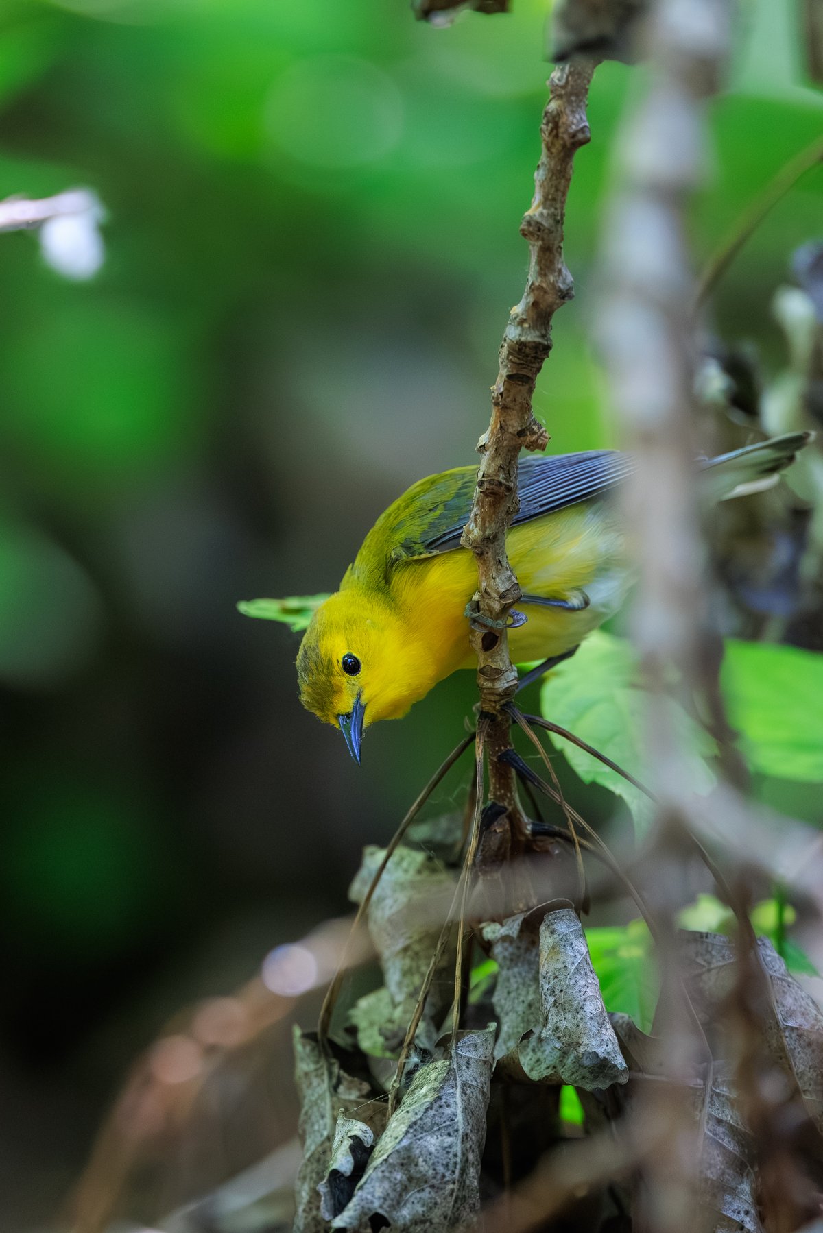 Prothonotary Warbler