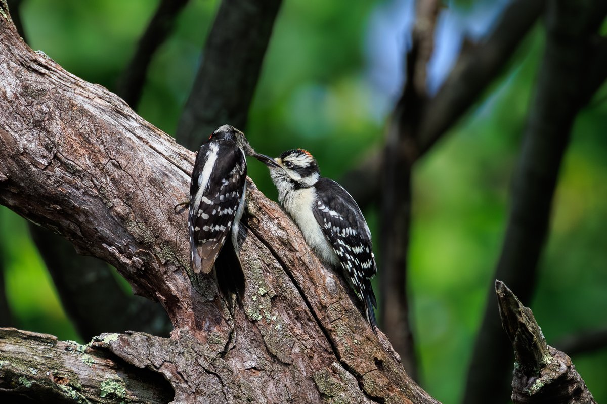 Downy Woodpecker