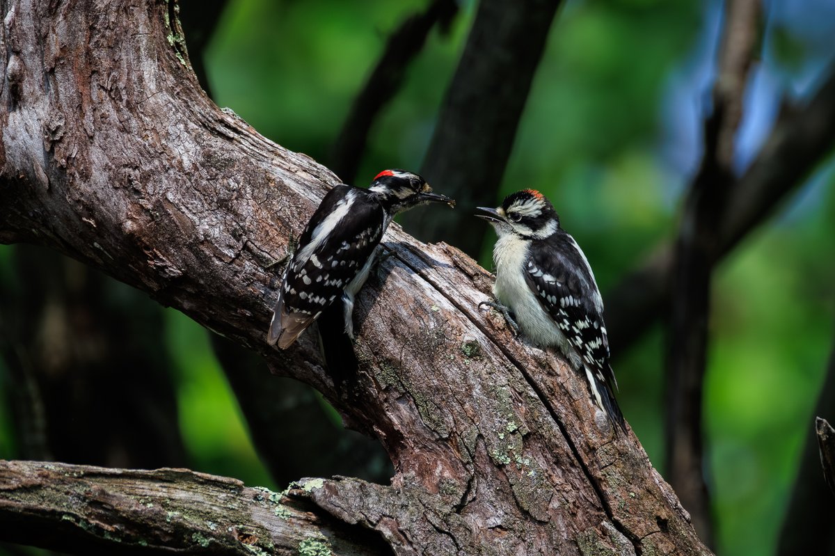 Downy Woodpecker