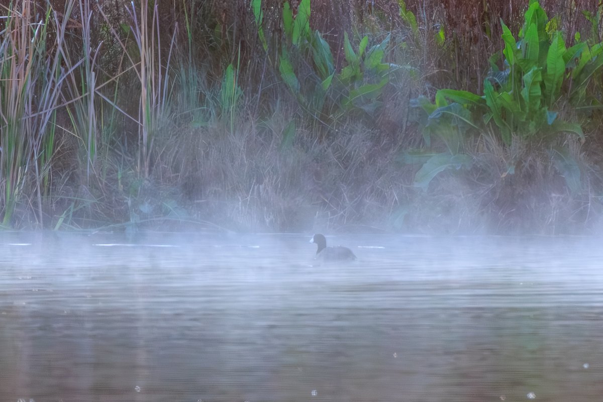American Coot