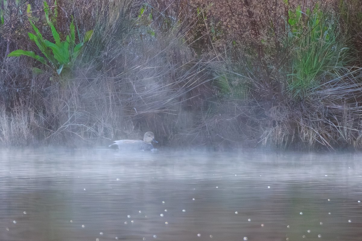 Gadwall