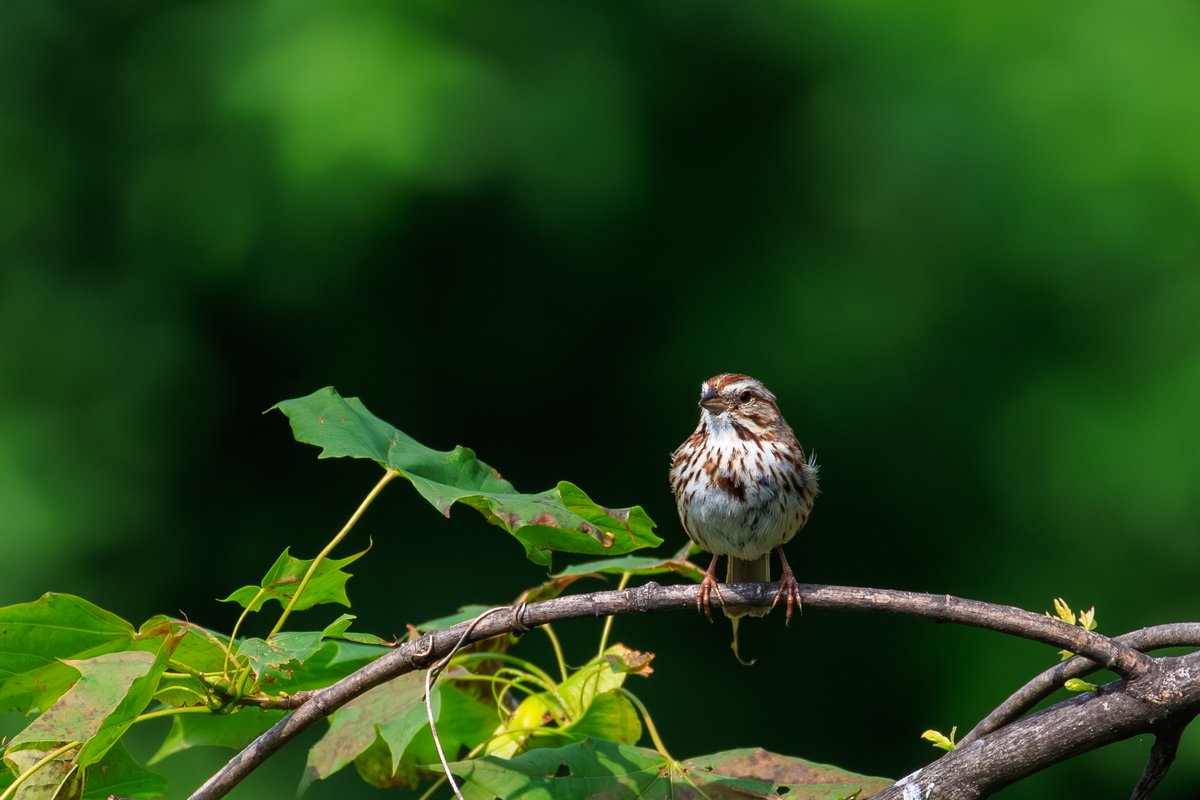 Song Sparrow