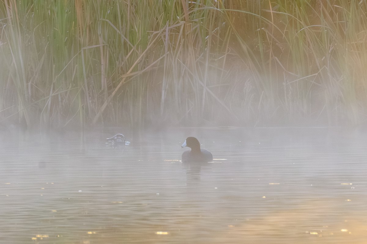 American Coot