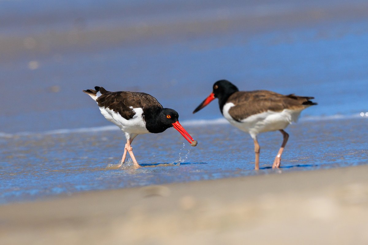American Oystercatcher
