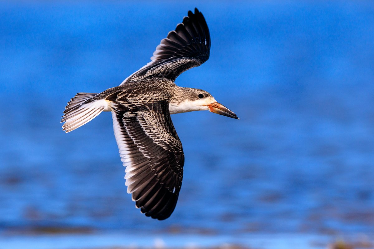 Black Skimmer