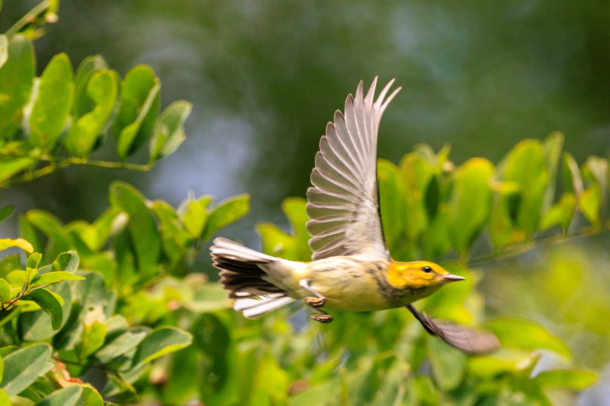 Black-throated Green Warbler