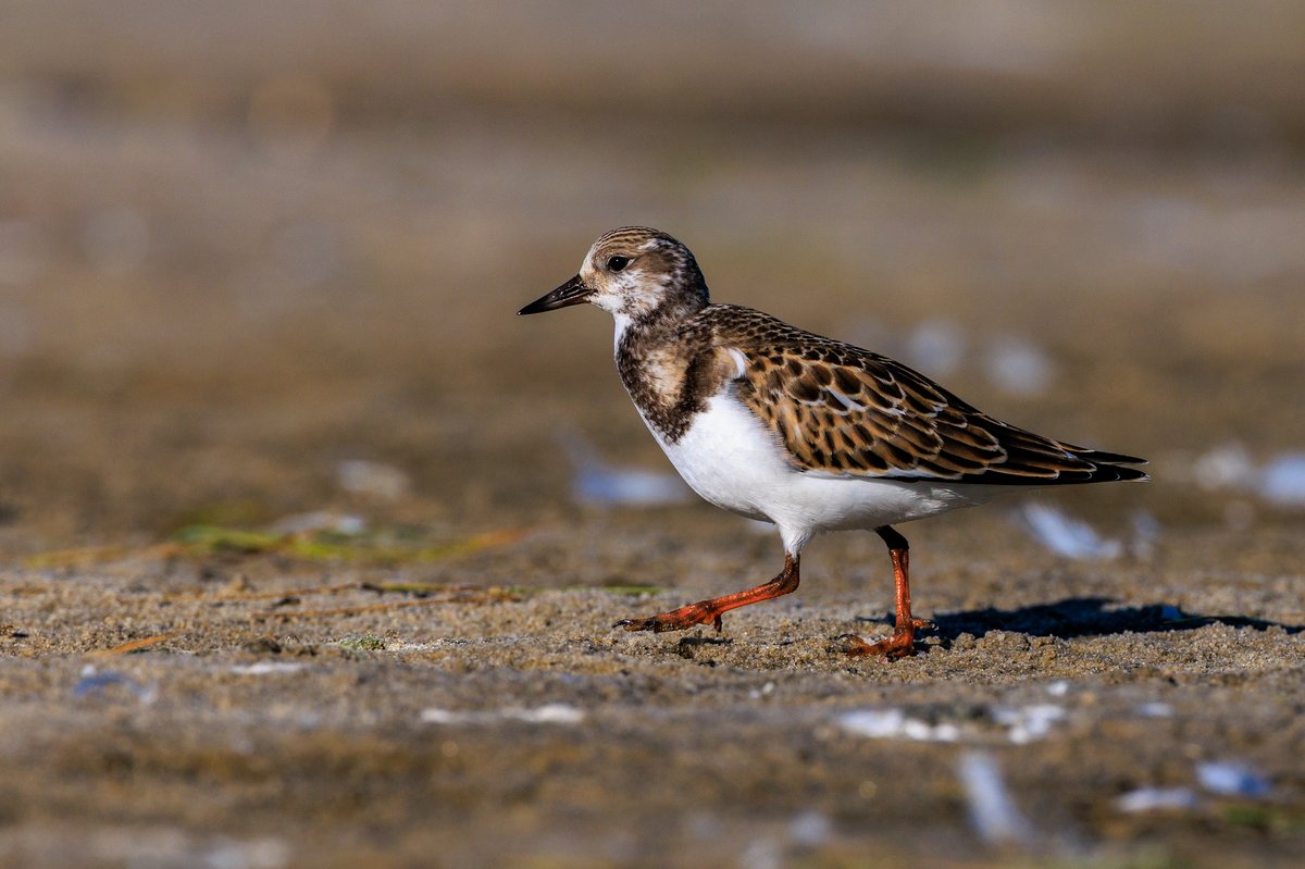 Ruddy Turnstone
