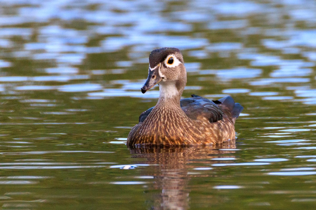 Wood Duck