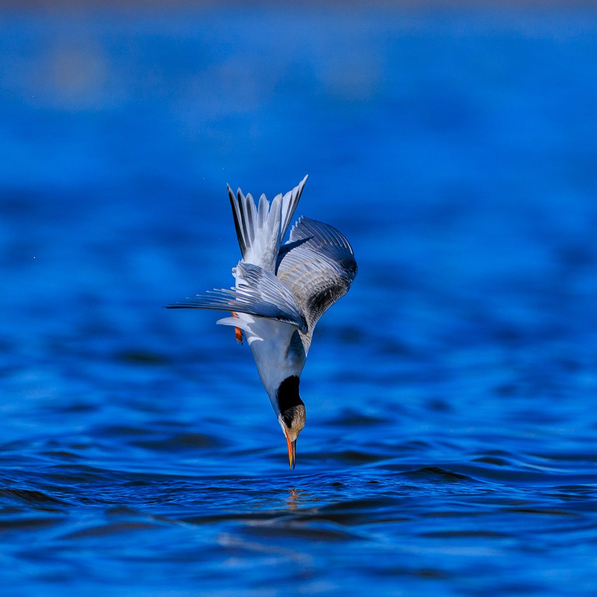 Common Tern