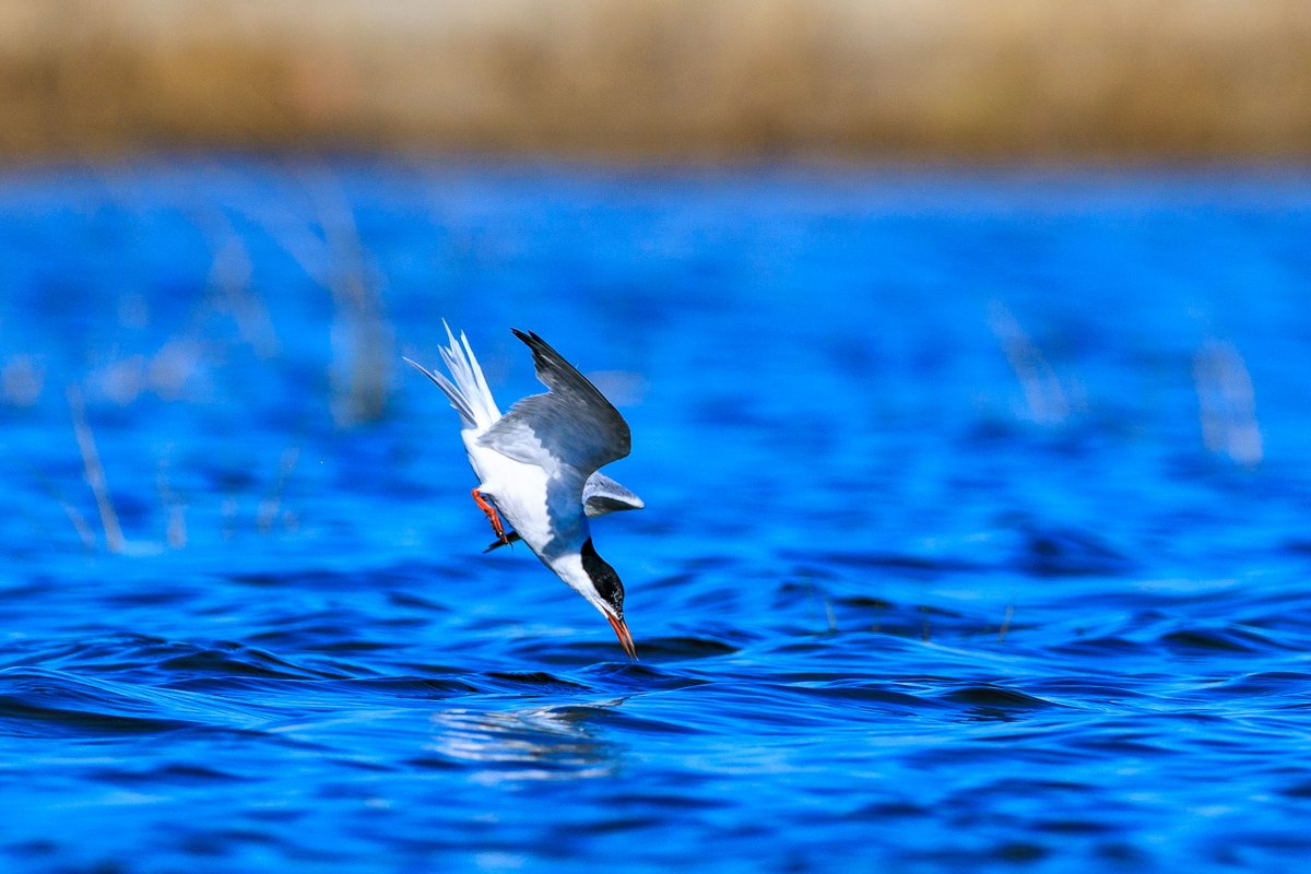 Common Tern