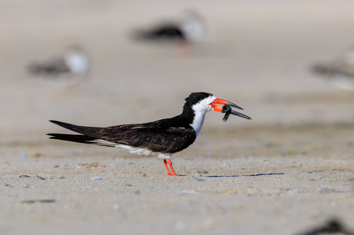 Black Skimmer