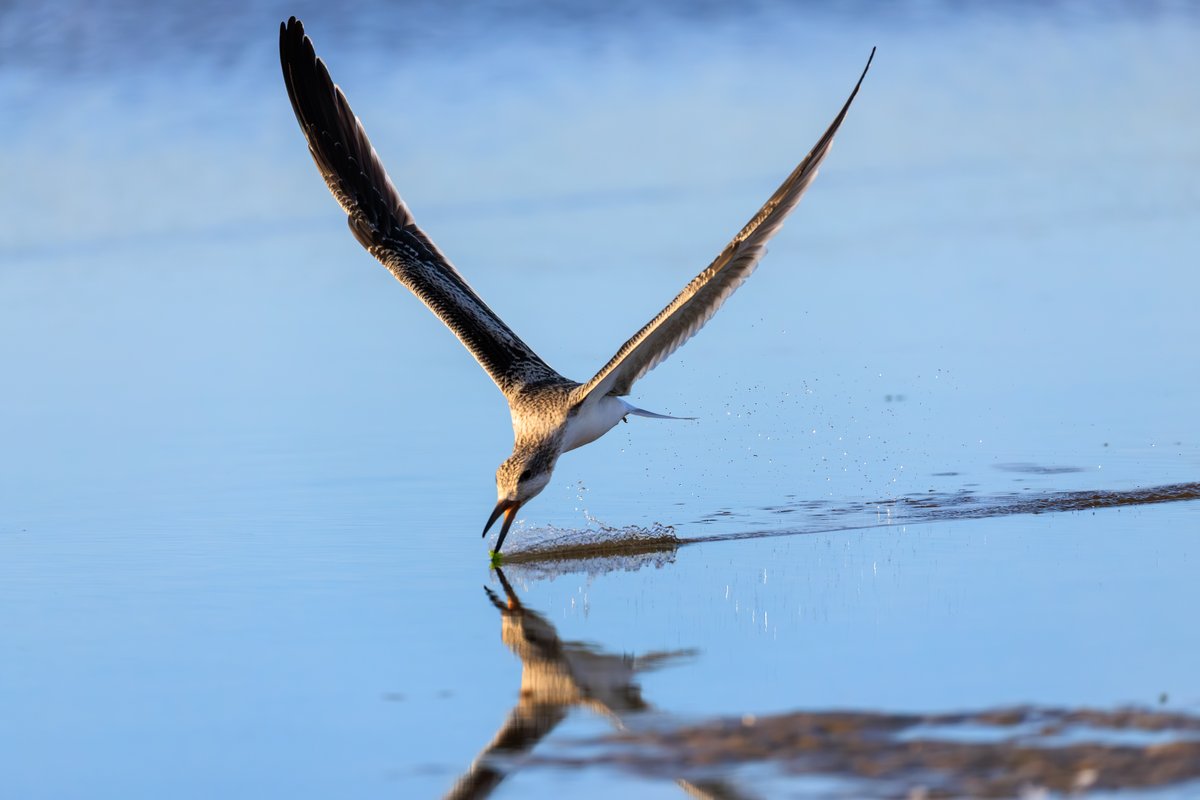 Black Skimmer