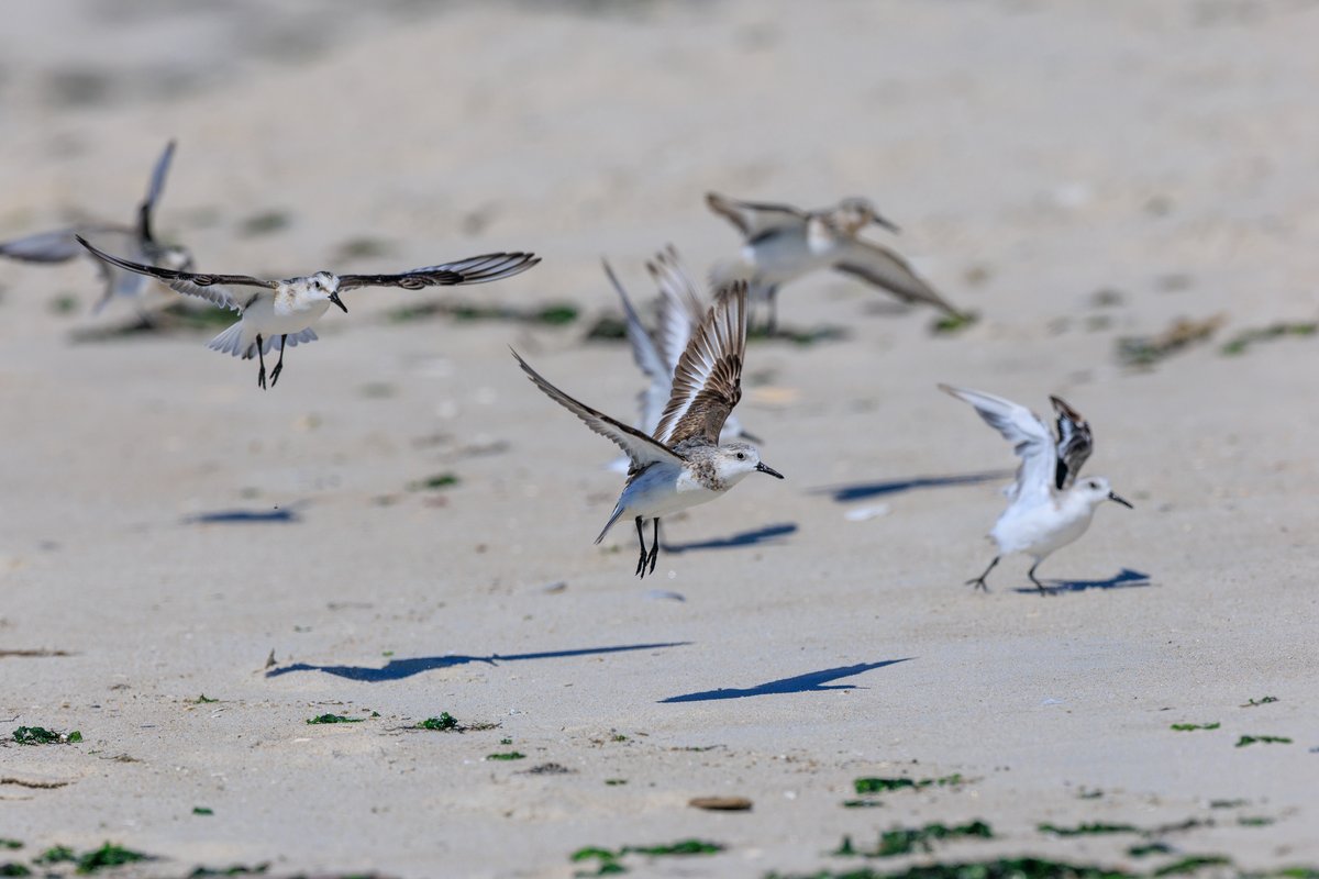 Semipalmated Sandpiper