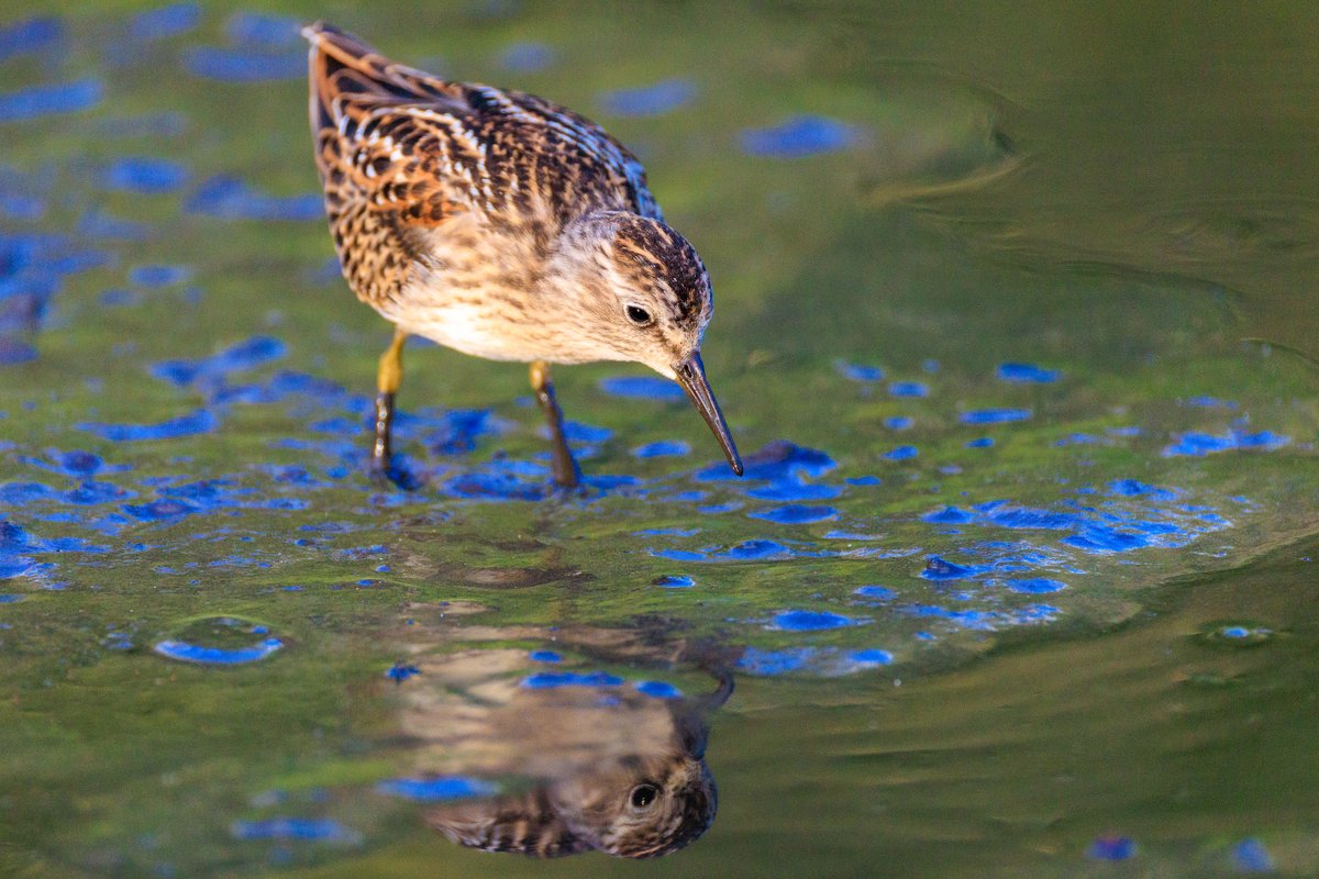 Least Sandpiper