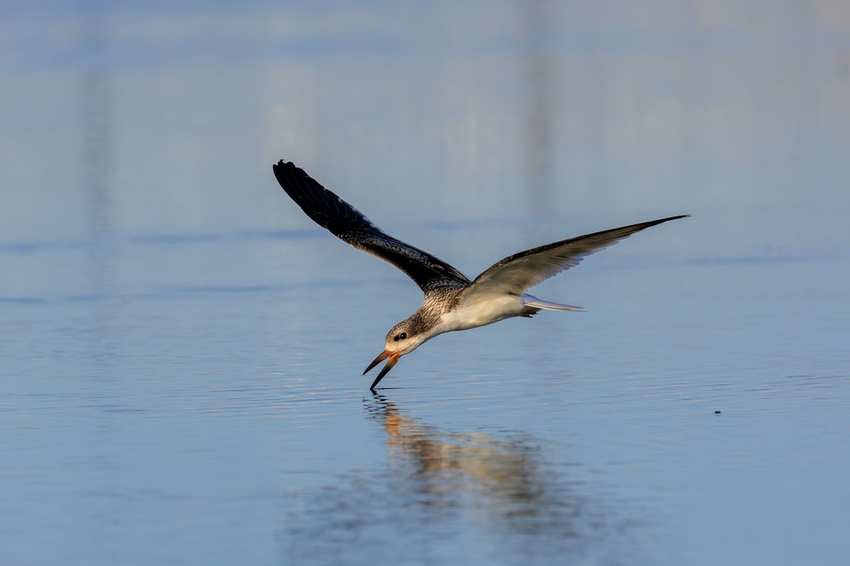 Black Skimmer