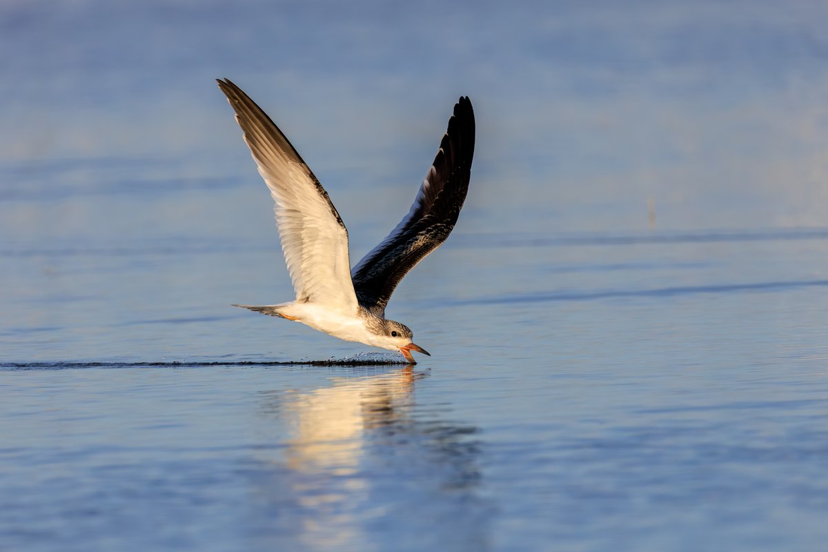 Black Skimmer