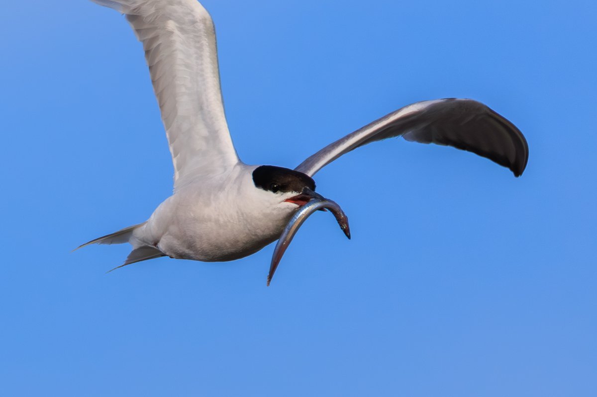 Common Tern