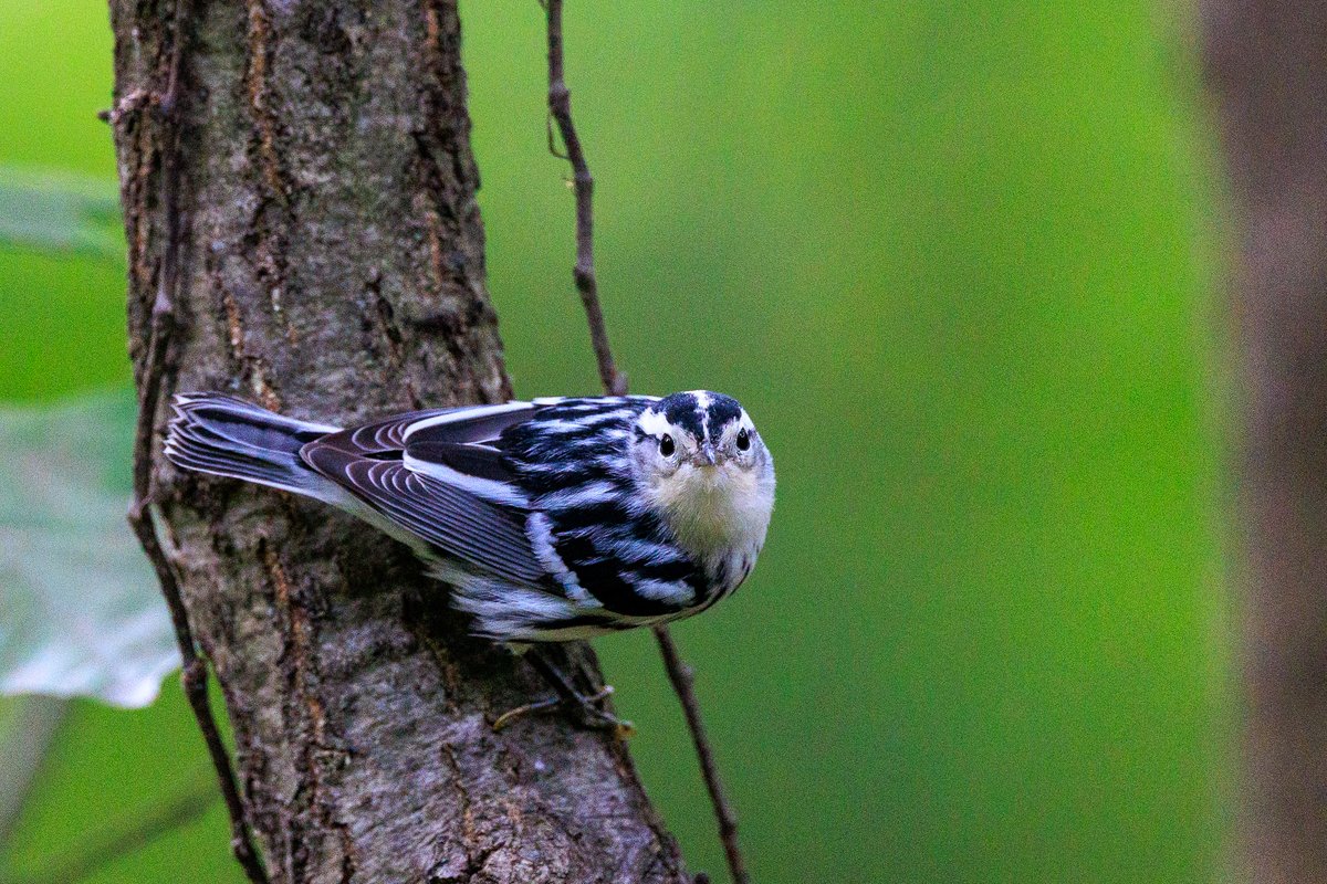 Black-and-white Warbler