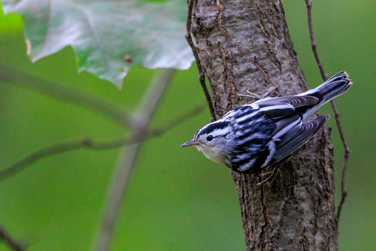 Black-and-white Warbler