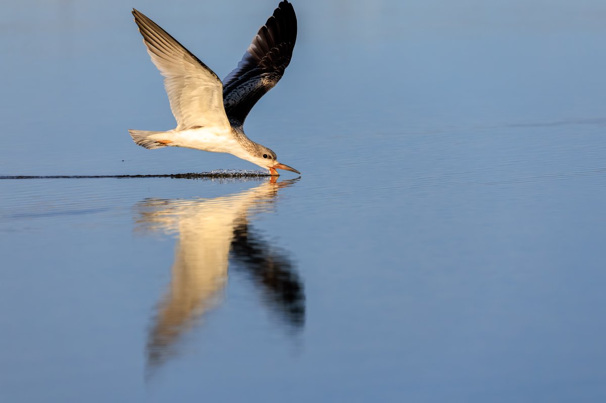 Black Skimmer