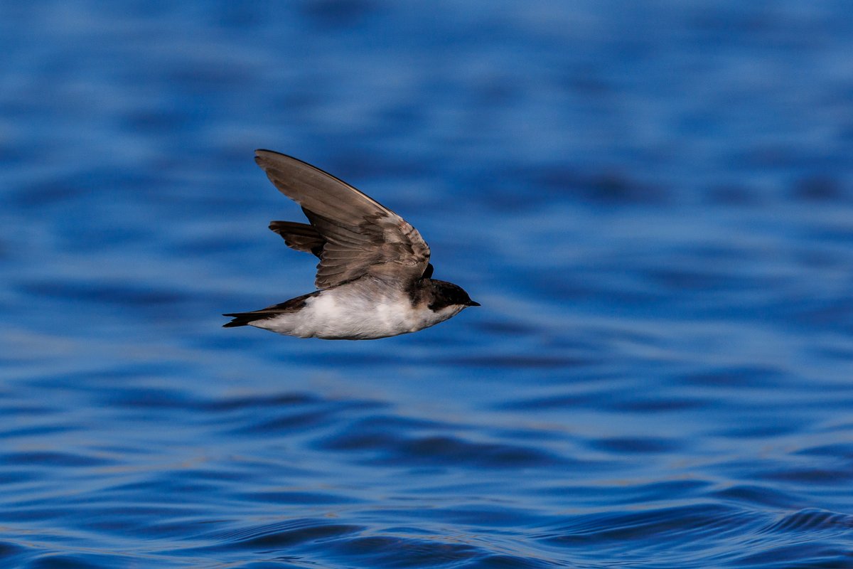 Tree Swallow