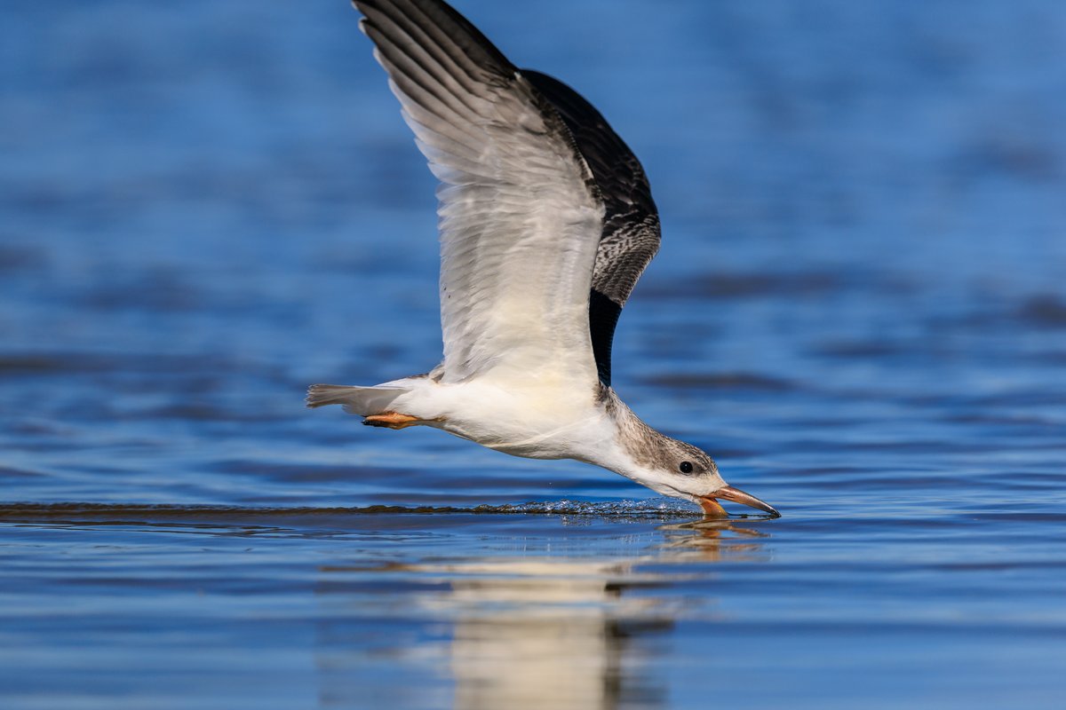 Black Skimmer