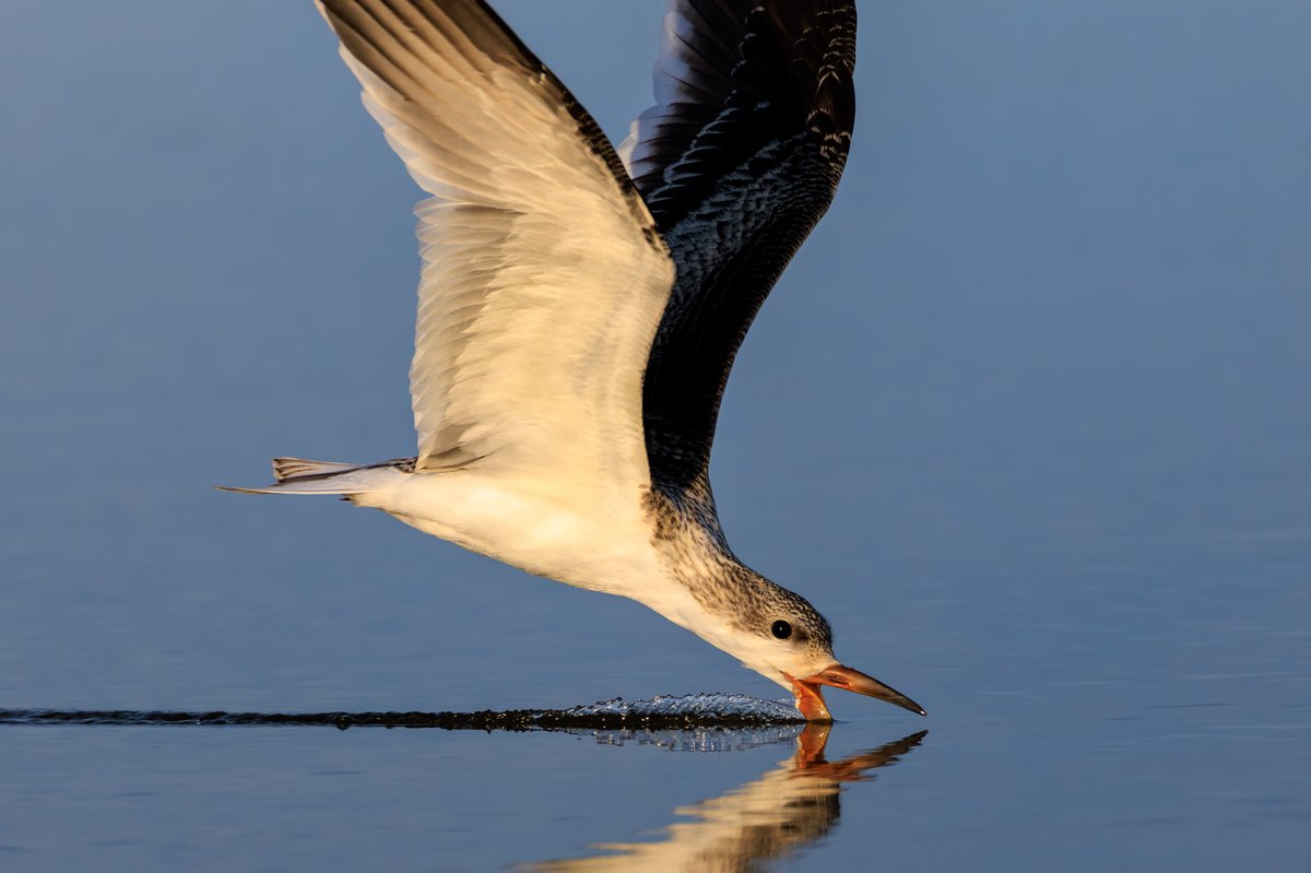 Black Skimmer
