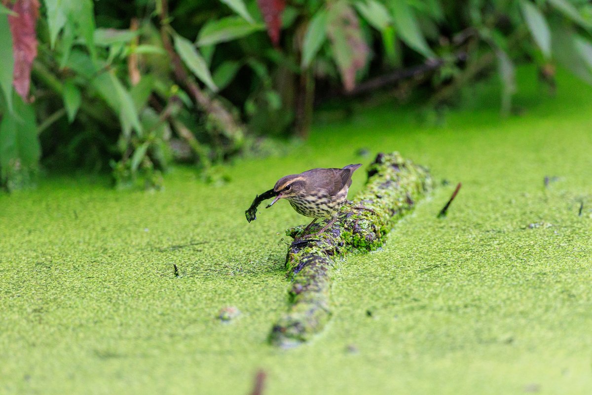 Northern Waterthrush