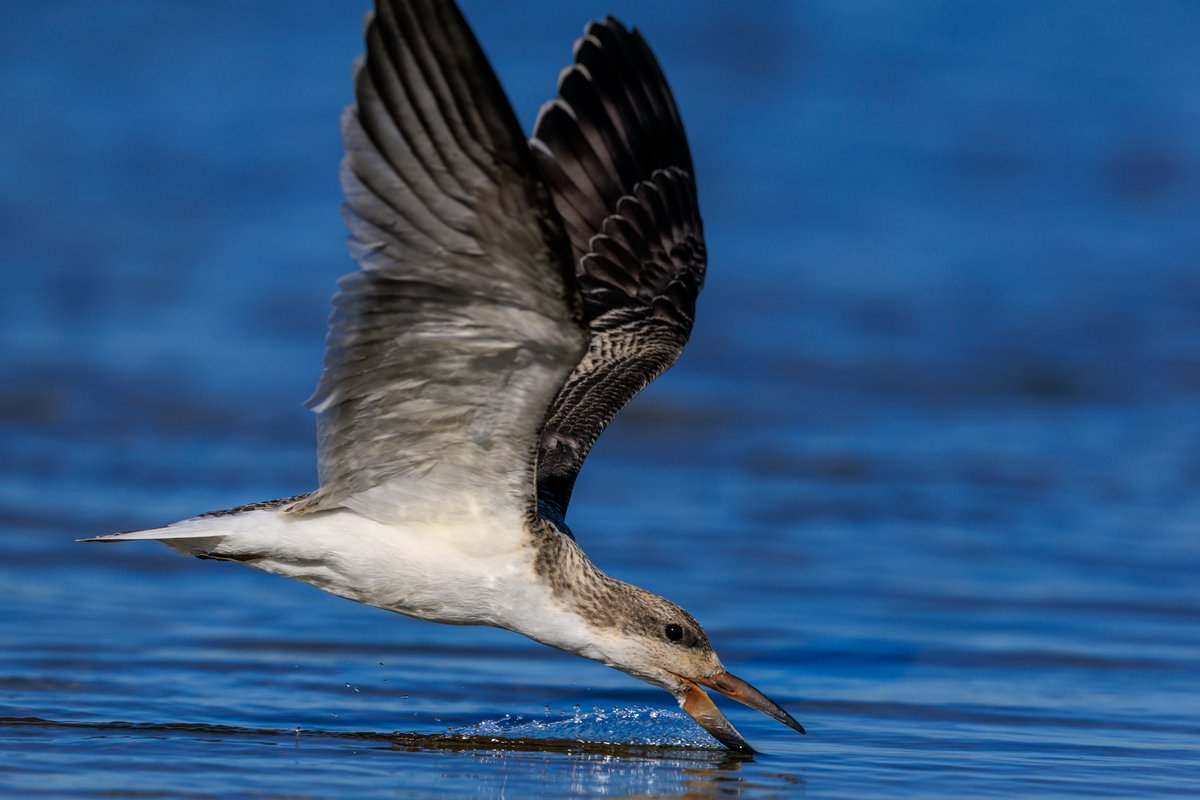 Black Skimmer