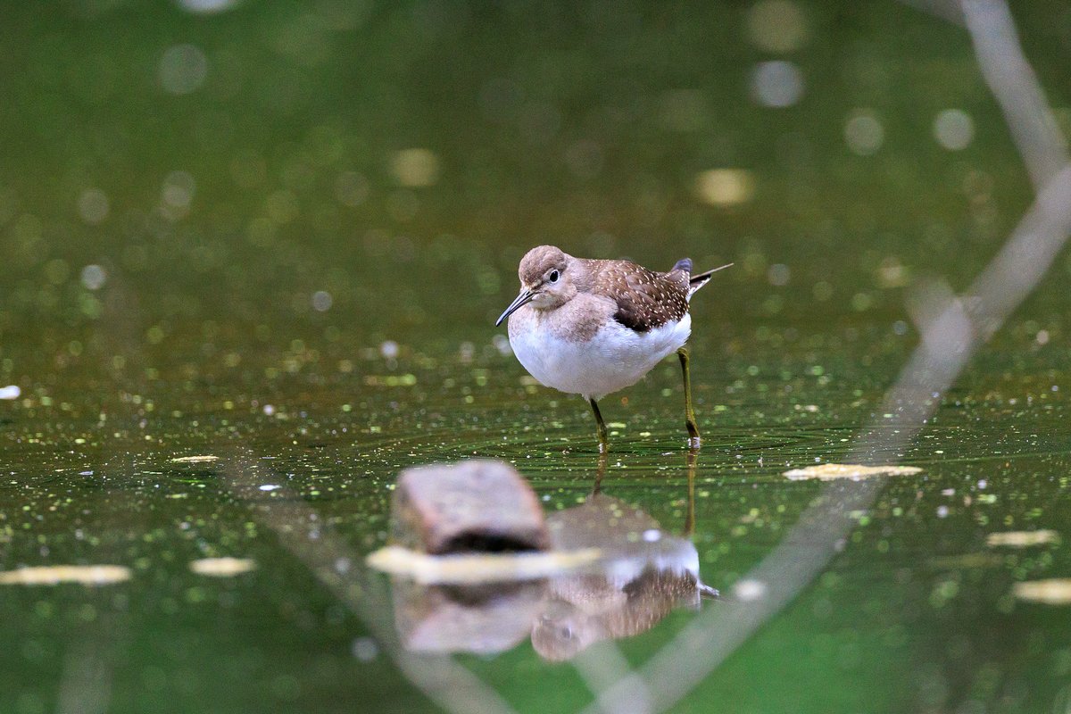 Solitary Sandpiper