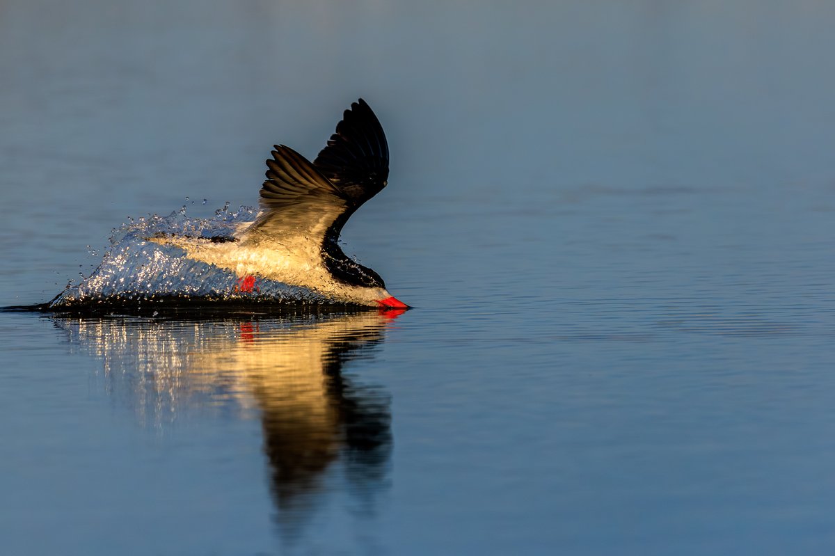 Black Skimmer