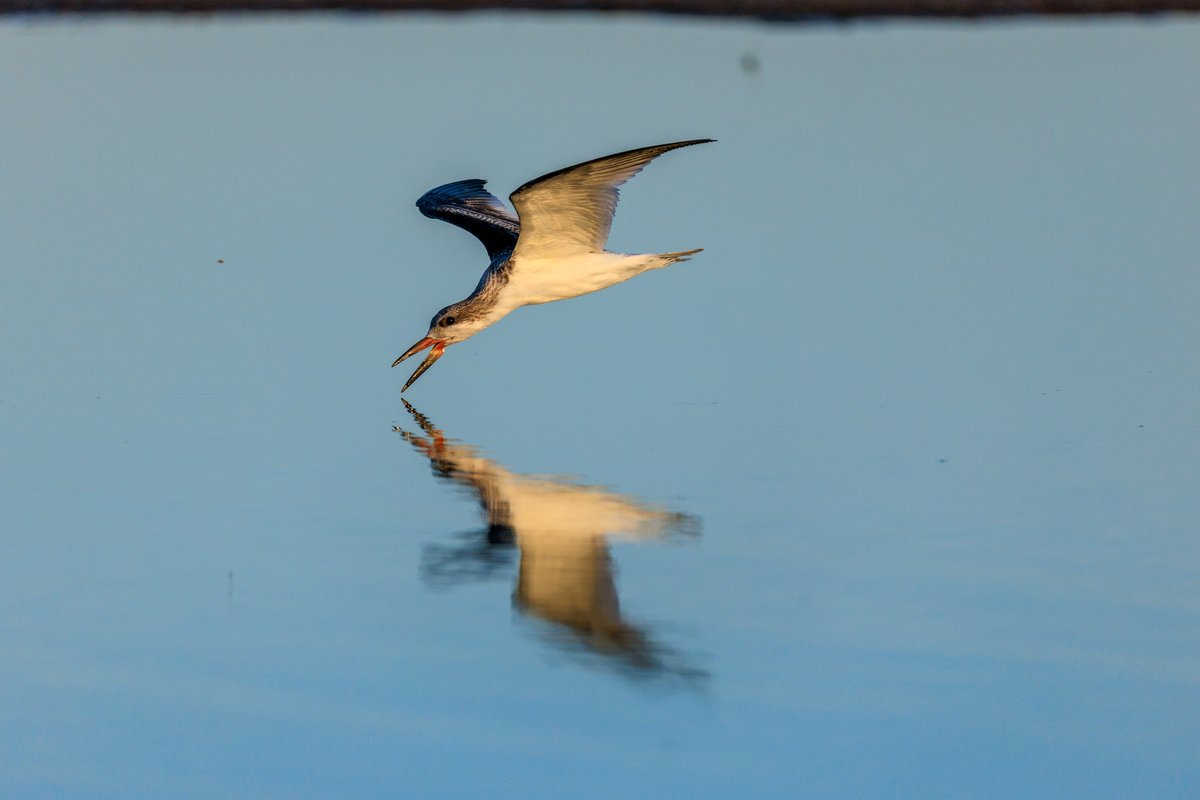 Black Skimmer
