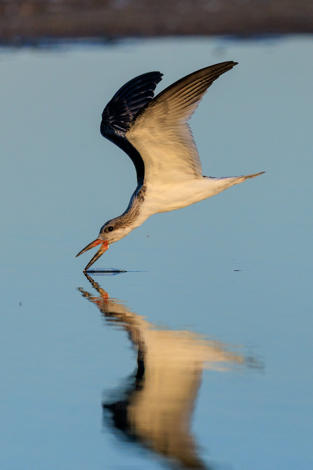Black Skimmer