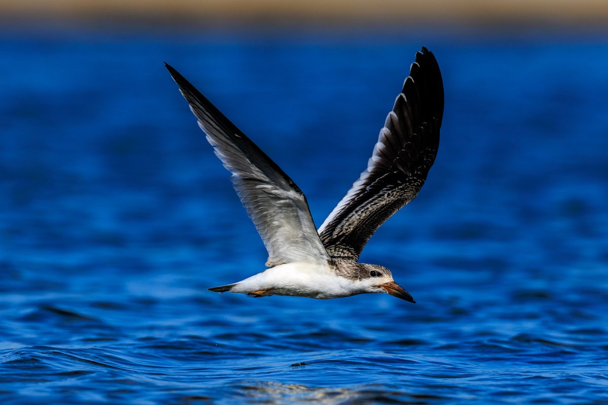 Black Skimmer