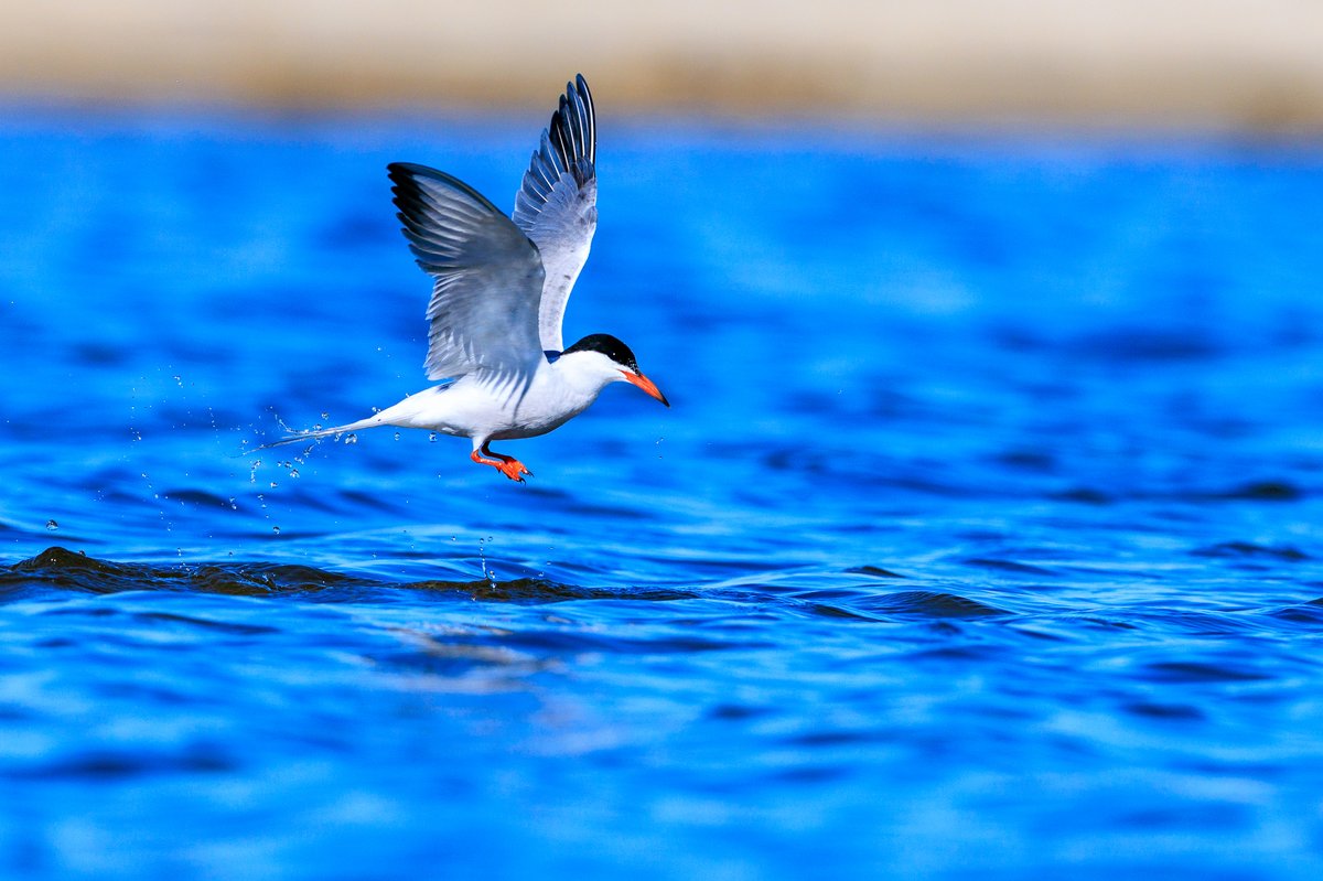 Common Tern