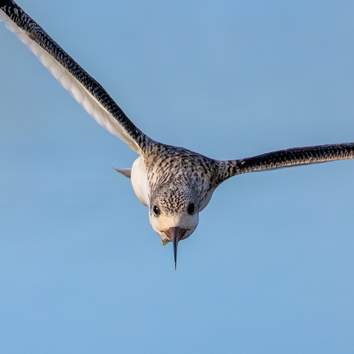 Black Skimmer