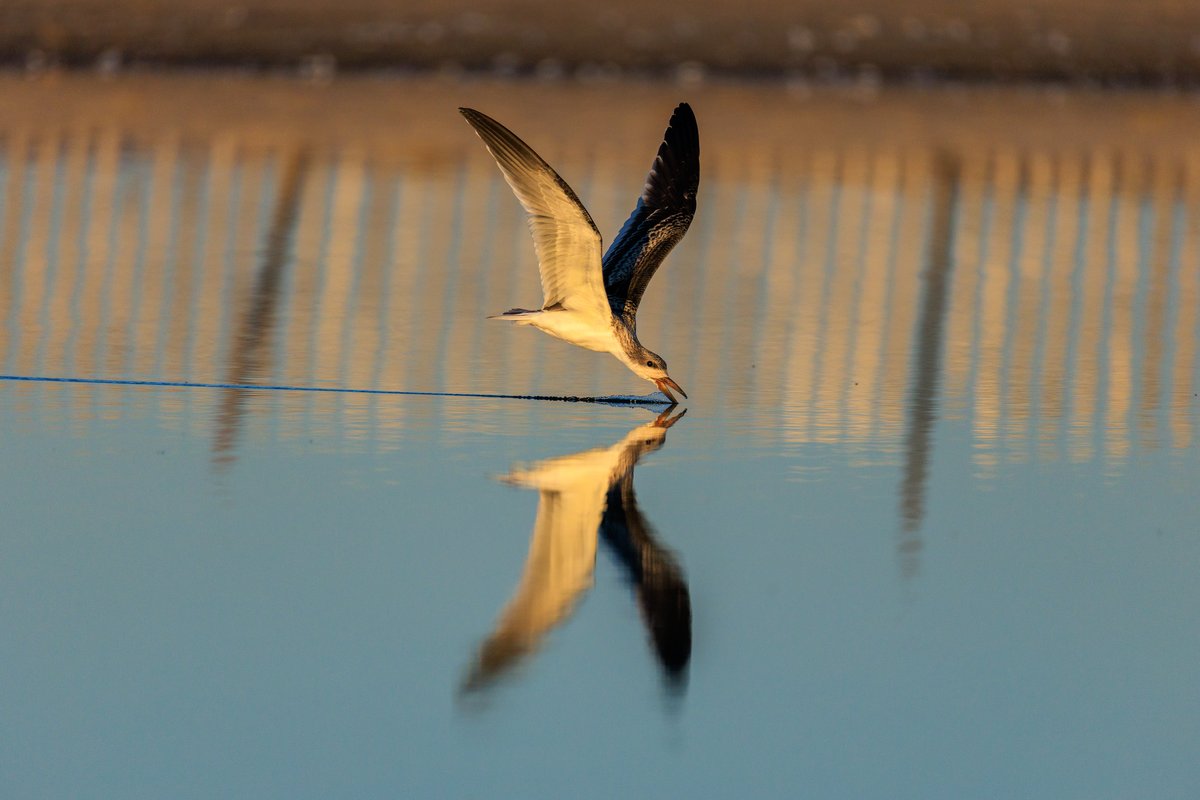 Black Skimmer