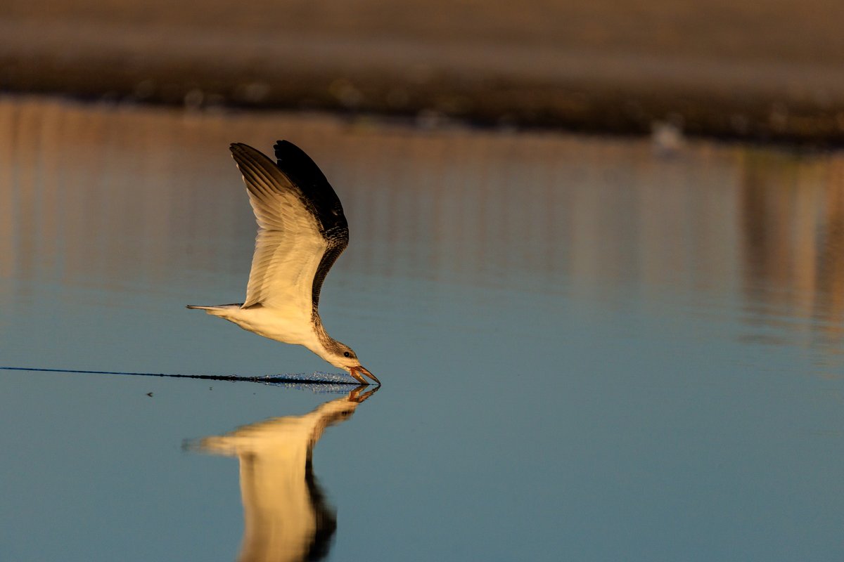 Black Skimmer