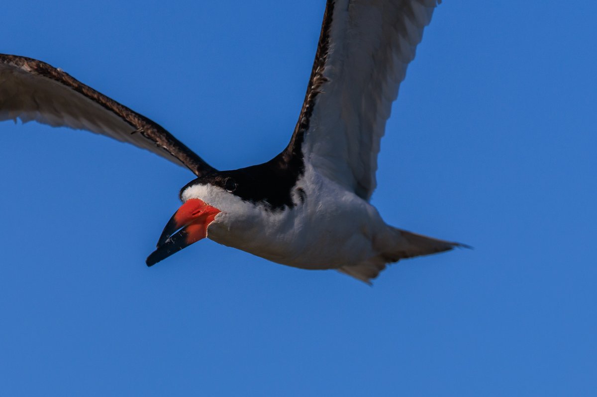 Black Skimmer