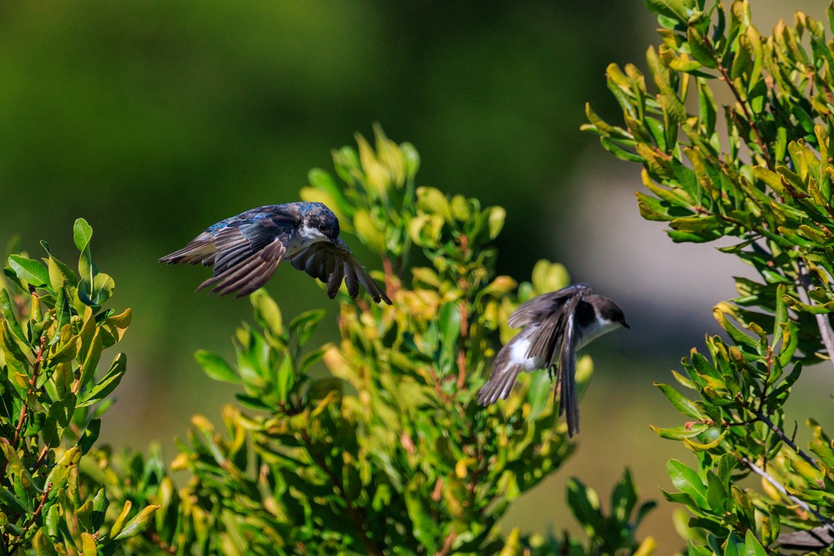 Tree Swallow